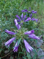 Campanula lingulata