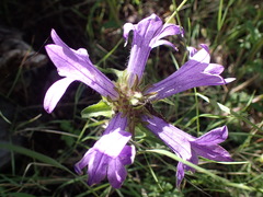 Campanula lingulata