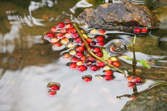 Syzygium nervosum