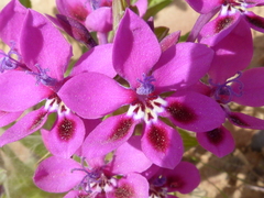 Lapeirousia pyramidalis regalis