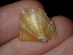 Margaritidae