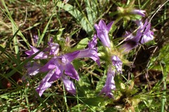 Campanula lingulata