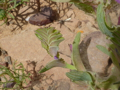 Lapeirousia pyramidalis regalis