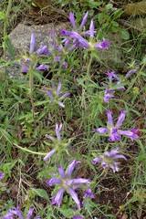 Campanula lingulata