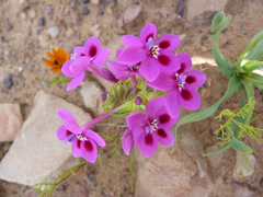 Lapeirousia pyramidalis regalis