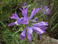 Campanula lingulata