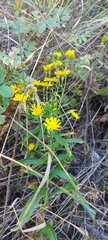 Hieracium umbellatum
