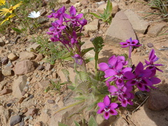 Lapeirousia pyramidalis regalis