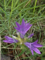 Campanula lingulata