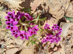 Lapeirousia pyramidalis regalis