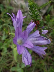 Campanula lingulata