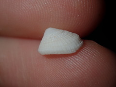 Diodora