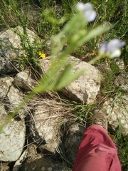 Vicia hulensis
