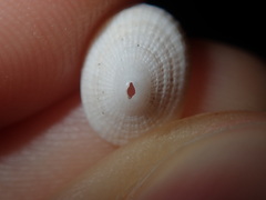 Diodora