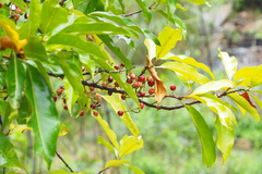 Syzygium nervosum