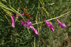 Vicia tenuifolia dalmatica