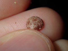 Eurytrochus strangei