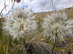 Allium schischkinii