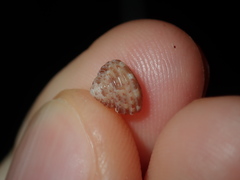 Eurytrochus strangei