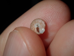 Eurytrochus strangei