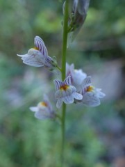 Linaria microsepala
