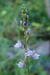 Linaria microsepala