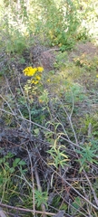 Hieracium umbellatum