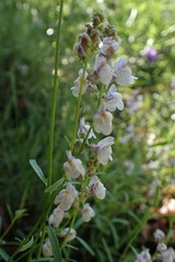 Linaria microsepala