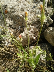 Crepis syriaca