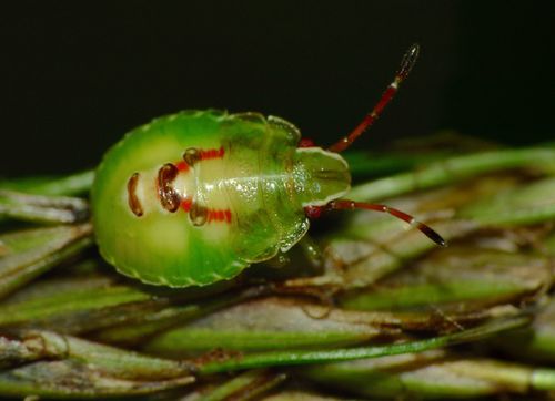 Forest shield bug photo 6