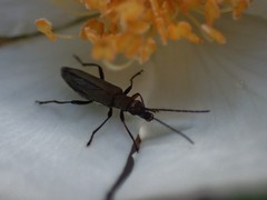 Oedemera flavipes