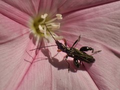 Oedemera flavipes