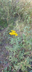 Tanacetum vulgare