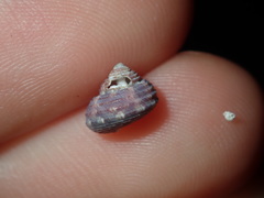 Eurytrochus strangei