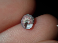 Eurytrochus strangei