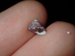 Eurytrochus strangei