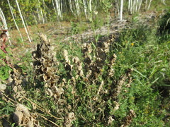 Rhinanthus serotinus aestivalis