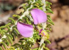Polygala teretifolia