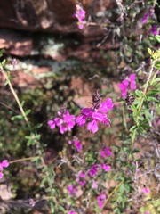 Indigofera filiformis