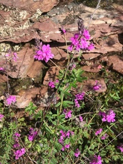 Indigofera filiformis