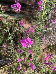 Indigofera filiformis