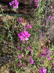 Indigofera filiformis