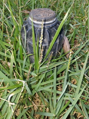 Zoysia