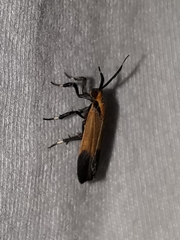 Lycomorphodes strigosa