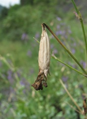 Silene chlorifolia