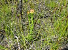 Ceratandra grandiflora