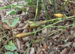 Silene chlorifolia