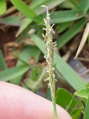 Zoysia