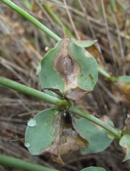 Silene chlorifolia