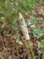 Silene chlorifolia